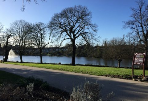 leafless trees near body of water during daytime